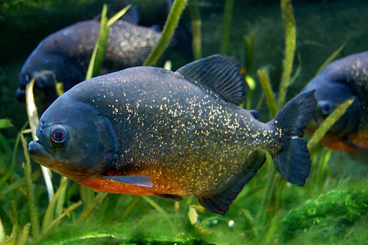 Piranha, salah satu ikan paling berbahaya di dunia.