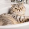 [POPULER JAWA BARAT] Brigjen NA Tembaki Kucing | Setahun Kasus Pembunuhan Ibu dan Anak di Subang