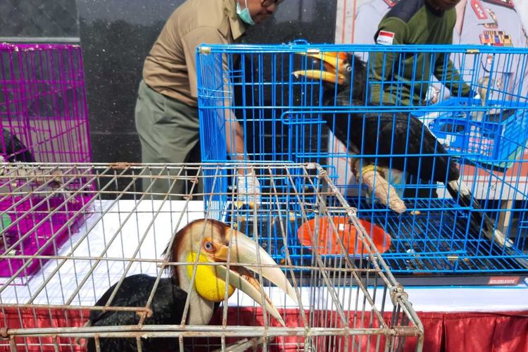 Burung Rangkok Badak dijual Rp 2,5 juta oleh sindikat jual beli satwa dilindungi