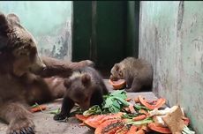 Dua Bayi Beruang Coklat Lahir di Taman Safari Prigen Pasuruan