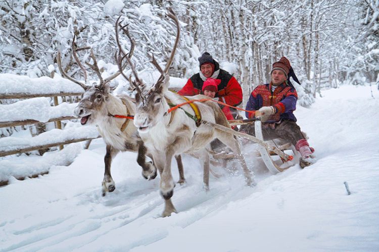 Selama berwisata di Kota Rovaniemi, Polandia, wisatawan bisa mengendarai kereta yang ditarik oleh anjing Husky atau rusa kutub