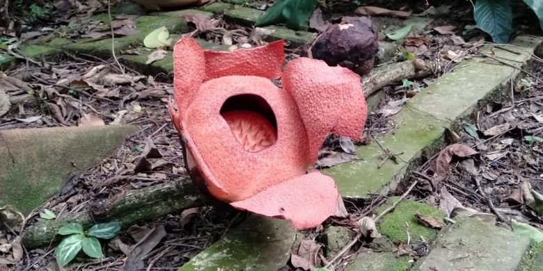 Bunga langka koleksi Kebun Raya Bogor (KRB) Rafflesia Patma saat mekar, Sabtu (14/9/2019).