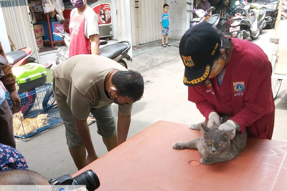 Suku Dinas Kelautan Pertanian dan Ketahanan Pangan (KPKP) Jakarta Pusat melaksanakan vaksinasi bagi hewan penular rabies (HBR) di Johar Baru, Jakarta Pusat. 
