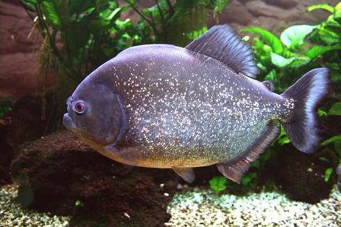 Apakah Ikan Piranha Aman untuk Dimakan?