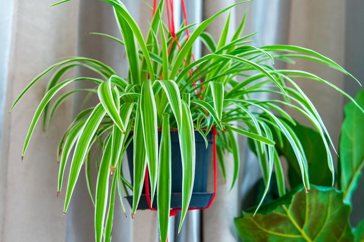 Ilustrasi tanaman hias spider plant atau lili paris di pot gantung. 