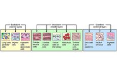 Organogenesis Tubuh Manusia