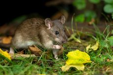 Cara Mengusir Tikus Pakai Garam, Tepung, dan Deterjen