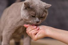 Ilmuwan Ungkap Alasan Unik Kucing Suka Menjilati Manusia