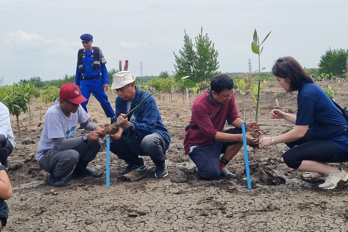 Penanaman mangrove dilakukan di pesisir laut Desa Sungsang IV, Kabupaten Banyuasin, Provinsi Sulawesi Selatan, Kamis (29/8/2024). Hamparan lahan mangrove tersebut merupakan bagian dari lahan rehabilitasi mangrove yang diinisiasi Center for International Forestry Research (CIFOR). Melalui program bernama  Mangrove Restoration and Ecotourism (SMART), CIFOR berkolaborasi dengan Universitas Sriwijaya dan Forum Daerah Aliran Sungai Sumatra Selatan (Forum DAS Sumsel) serta didukug Temasek Foundation, ogranisasi filantropi asal Singapura.