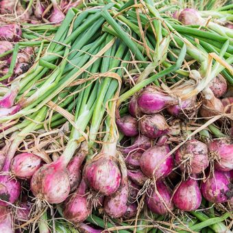 Ilustrasi bawang merah, panen bawang merah, menanam bawang merah. 