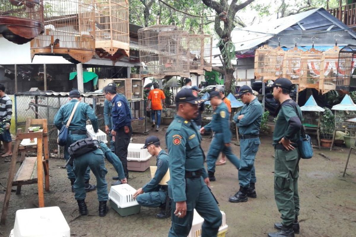 Kedatangan tim evakuasi dari Kementerian Lingkungan Hidup dan Kehutanan ke tempat pengobatan alternatif milik seorang warga Depok bernama Ki Mijil Pamungkas di Jalan Margonda pada Kamis (28/9/2017). Mijil diketahui merupakan warga yang memelihara sejumlah jenis satwa dilindungi dalam setahun terakhir.