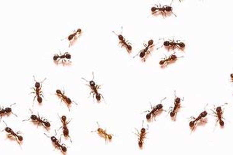 Semut di perkotaan menyesuaikan pola konsumsi makanan seperti manusia.