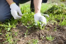 3 Cara Menyingkirkan Gulma dari Kebun dengan Bahan Alami