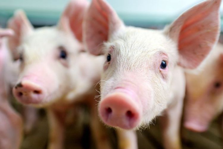 This comes amid reports that the now-dead pigs suffered from African Swine Fever, a new virus strain sparking concerns of its pandemic potential.