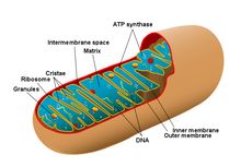 Organel dengan Sistem Membran Rangkap