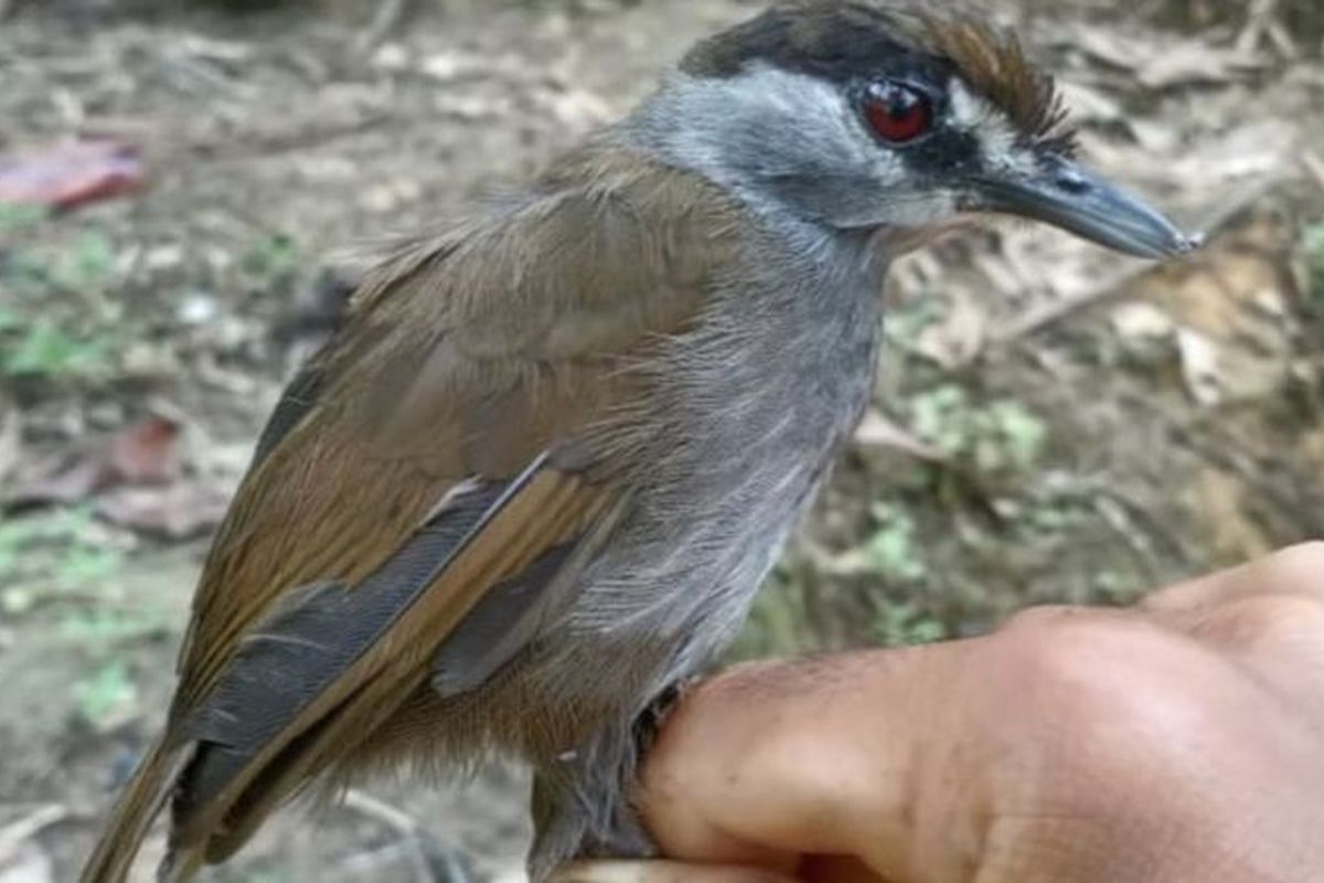 Foto pertama burung Pelanduk Kalimantan (Malacocincla Perspicillata), setelah tidak terlihat selama 172 tahun, di Kalimantan Selatan, Oktober 2020.