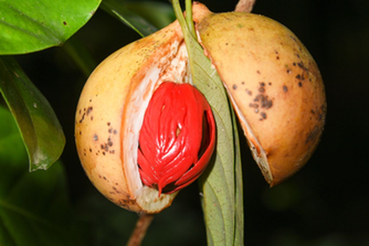 Ilustrasi tanaman pala siap panen