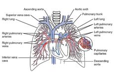 Sirkulasi Paru: Peredaran Darah Kecil pada Manusia