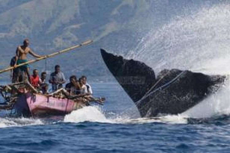 Pemburu paus di Lamalera, Nusa Tenggara Timur.