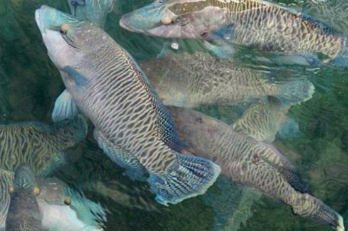 Ikan Napoleon Natuna dan Anambas Mulai Diekspor via Laut, Nilainya Rp 1 Miliar