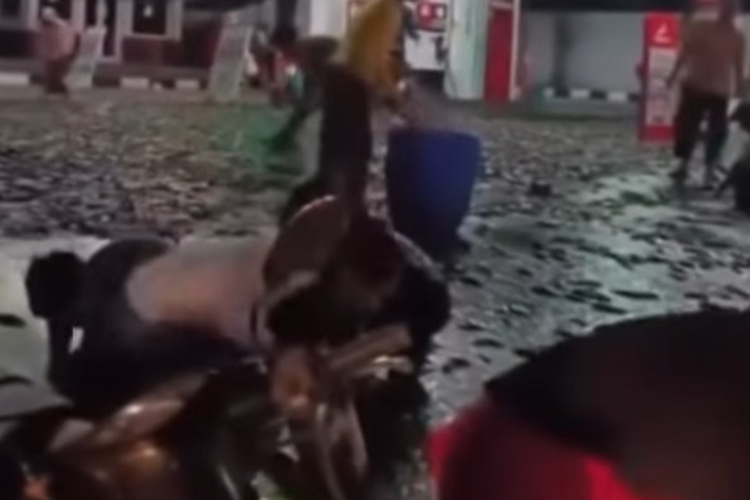 Aksi Warga Klaten Kembalikan Ribuan Lele yang Tumpah di SPBU
