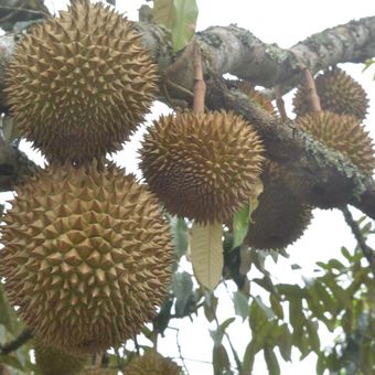 Ilustrasi buah durian, pohon durian.