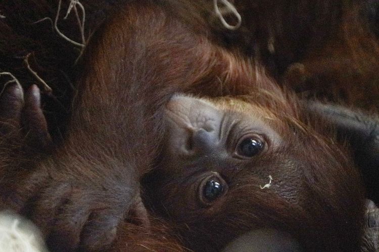 Seekor bayi orangutan sumatera lahir di Kebun Binatang Philadelphia, Negara Bagian Pennsylvania, Amerika Serikat (AS) pada 26 Juni 2024.