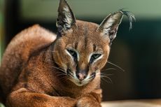 Mengenal Kucing Caracal, Harganya Bisa Mencapai Rp 150 Juta