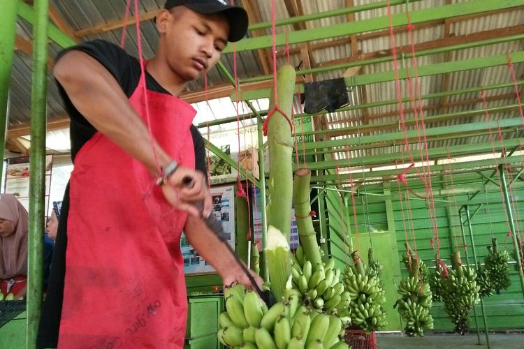 Handing atau pemotongan pisang dari batang yang dilakukan anggota koperasi Makmur Hijau di Kabupaten Tanggamus. Proses tersebut dilakukan dalam rumah pengemasan pisang segar milik kelompok petani