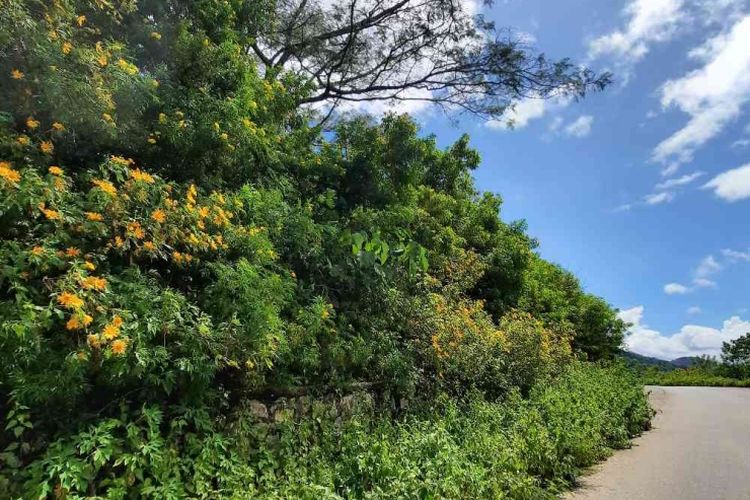 Pemandangan bunga liar sepanjang perjalanan menuju Lelogama