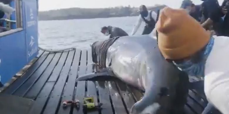 Giant white shark found in Canada, nicknamed “Queen of the Ocean” because of its size