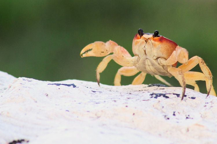 Mengapa Kepiting Berjalan Menyamping? Ilmuwan Ungkap Evolusi 200 Juta Tahun Lalu