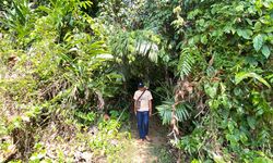Karbon, Hutan Adat, dan Keadilan Tertunda