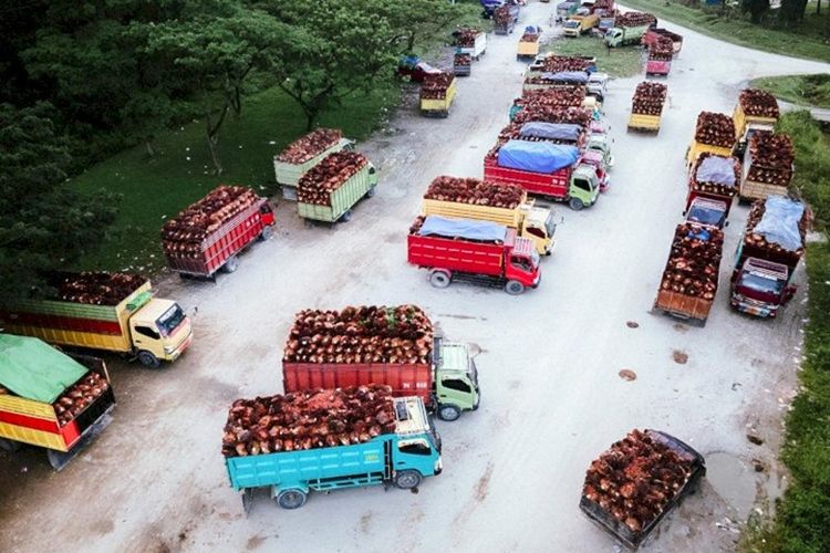 Tantangan Menggeser Paradigma Bisnis Sawit dari Produktivitas ke Keberlanjutan