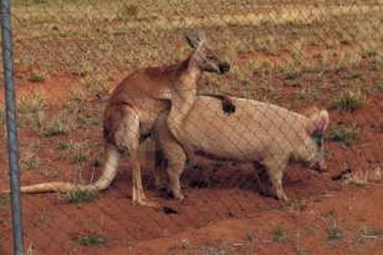 Peristiwa unik hubungan khusus kanguru dan babi ini ditemukan sekelompok ilmuwan di sebuah kota kecil tak jauh dari Alice Spirngs, Australia.