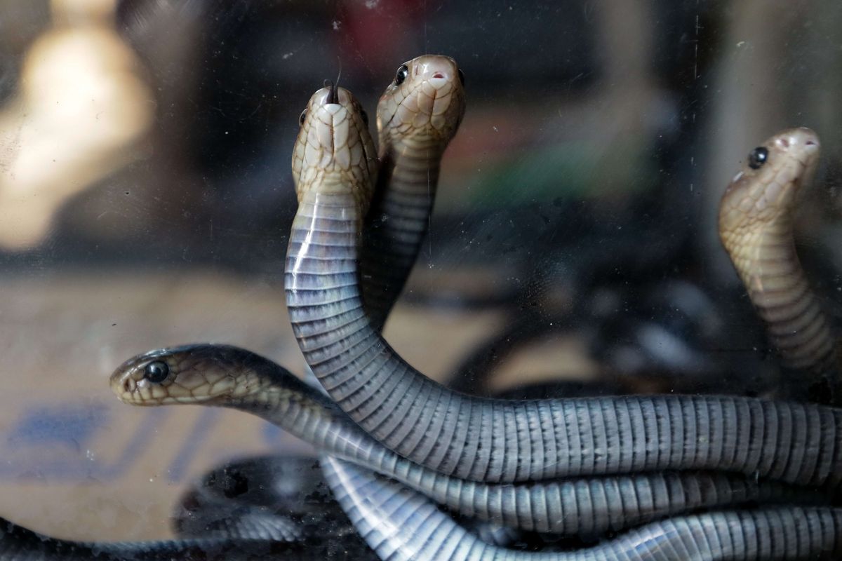 Anak ular cobra yang di rescue anggota Komunitas Ciliwung Depok dari rumah warga di Depok, Jawa Barat, Rabu (18/12/2019).   Akhir-akhir ini di beberapa rumah warga di wilayah di Jabodetabek banyak ditemui kasus penemuan ular liar.