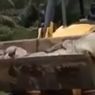 Video Viral Buaya 4,5 Meter Dibawa Pakai Buldoser, Gagal Dievakuasi dan Mati karena Aturan Adat