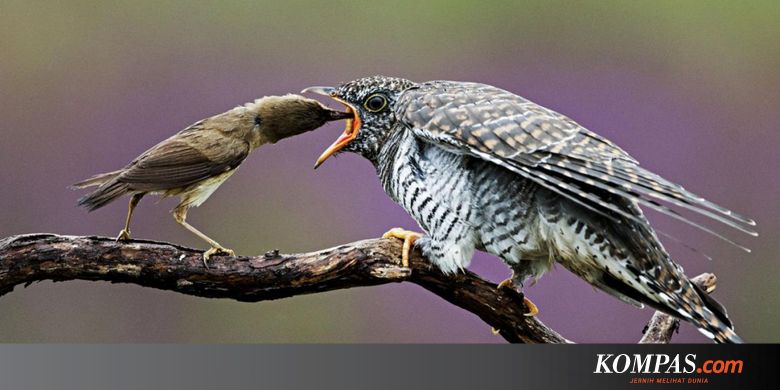 Mengapa Burung Ini Adalah Mimpi Buruk Semua Ibu