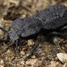 Tak Mati Terlindas Mobil, Apakah Kumbang Ironclad Ada di Indonesia?