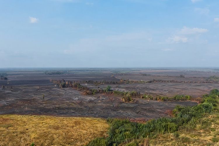 96 Titik Panas Terdeteksi di Way Kambas, Karhutla Beresiko Hancurkan Biodiversitas