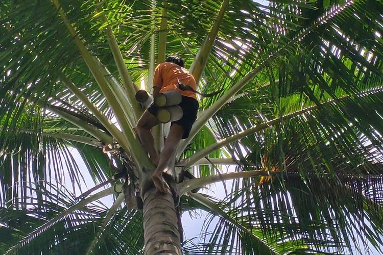 Parjan, penderes buta dari Pedukuhan Plampang 3, Kalurahan Kalirejo, Kapanewon Kokap, Kabupaten Kulon Progo, Daerah Istimewa Yogyakarta. Parjan memanjat 40 pohon dalam sehari untuk mengumpulkan 20 liter nira. Kamsih, istrinya, menghasilkan tiga kilogram gula merah. Semua karena dorongan ekonomi dan masa depan kedua anaknya.