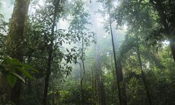 RGE Bantah Tudingan Deforestasi dalam Rantai Pasok