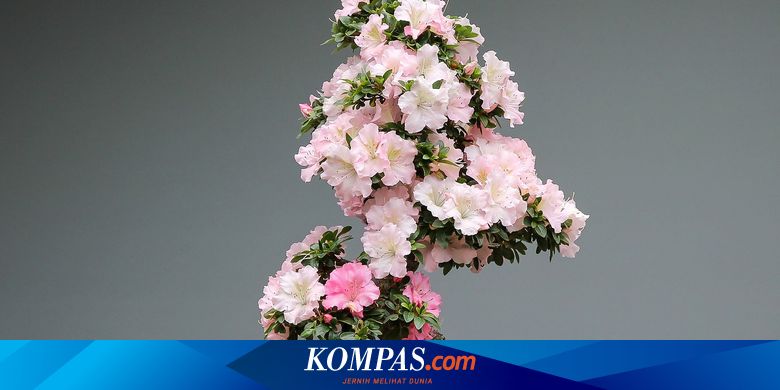 cara-menanam-dan-merawat-bonsai-untuk-pemula-halaman-all-kompas-com