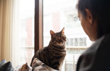 Ilustrasi kucing memahami perkataan manusia.