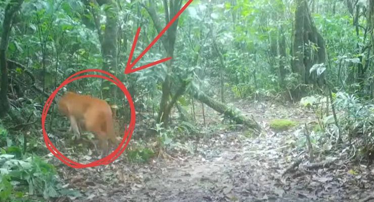 Kamera Jebakan Tangkap Penampakan Langka Kucing Emas Asia di Thailand