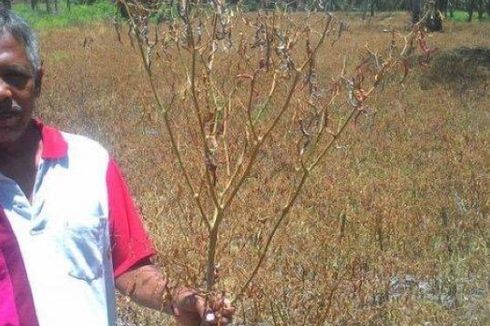 Ini Fakta soal Pemusnahan Ladang Cabai