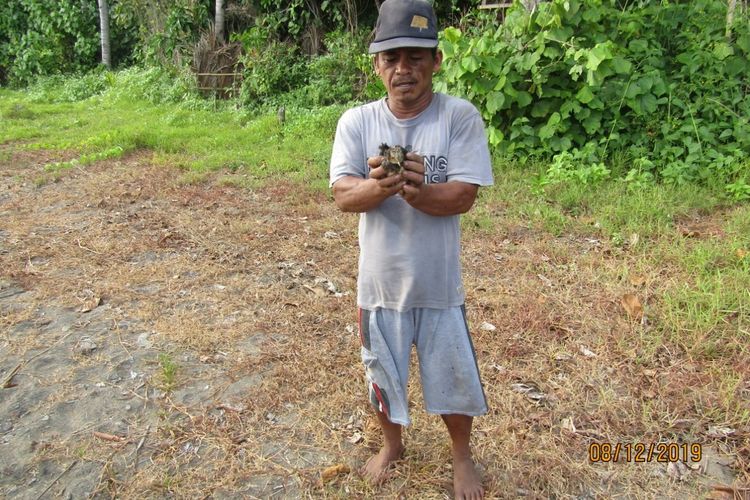 Hanapi, warga Mataindo memperlihatkan anak maleo yang akan dilepas di Tanjung Binerean, Kabupaten Bolaang Mongondow Selatan. Dearah ini merupakan satu-satunya pantai yang menjadi habitat maleo di pesisir selatan dan tenggara Sulawesi Utara.