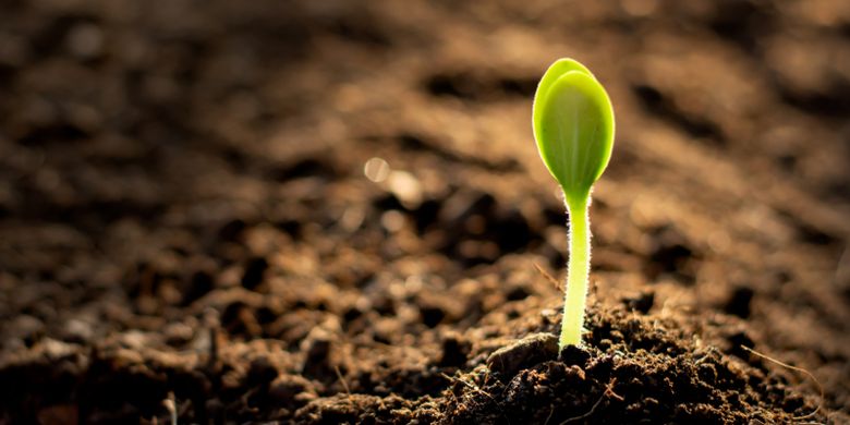 Soal Uas Biologi Faktor Pertumbuhan Dan Perkembangan Tumbuhan Halaman All Kompas Com Soal Uas Biologi Faktor Pertumbuhan Dan Perkembangan Tumbuhan Halaman All Kompas Com