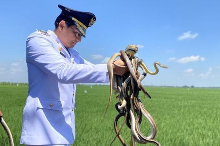 Bupati Indramayu, Lucky Hakim saat melepas ular, burung hantu, hingga biawak di sawah Kecamatan Juntinyuat, Indramayu, Jawa Barat, Minggu (17/8/2025) untuk memburu tikus. 
