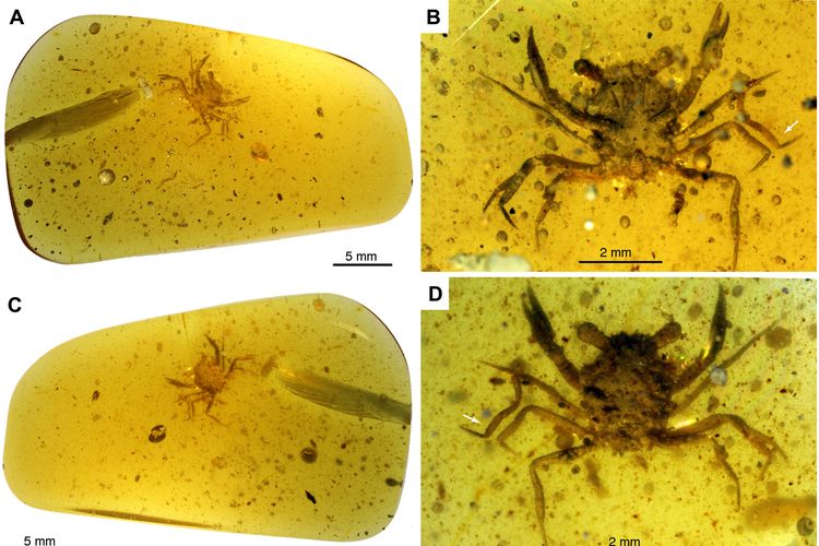 Fosil kepiting Cretapsara athanata berusia 100 juta tahun yang diawetkan dalam damar (getah pohon yang mengeras)